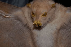 Філіппінська фруктова біта Філіппінська фруктова біта